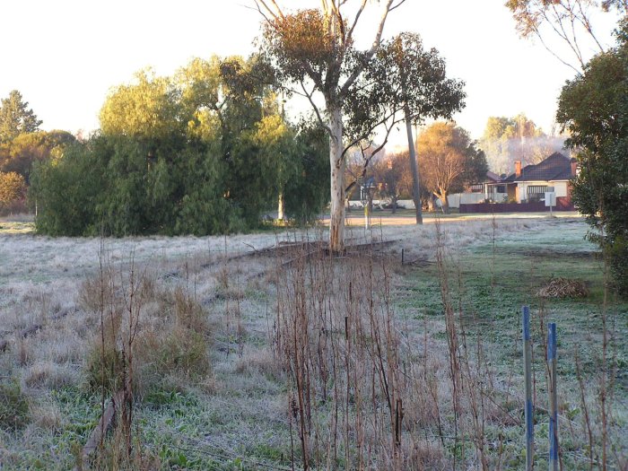 Closer view of curving mainline southof the station, showing rather large tree growing in the perway.