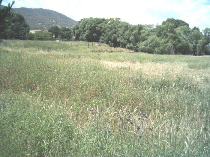 The view looking towards the heavily overgrown platform.